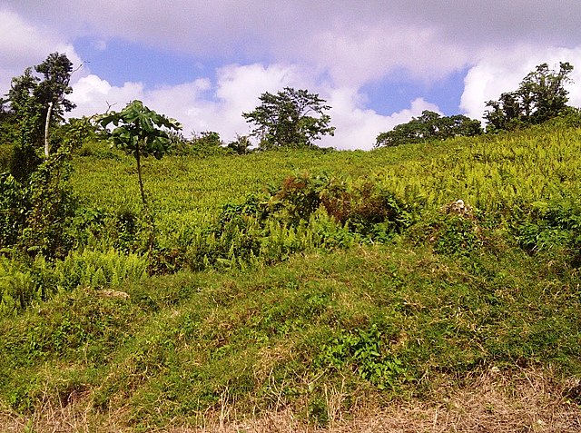 Property For Sale In Claremont St Ann Jamaica Property For Sale In Claremont St Ann Jamaica
