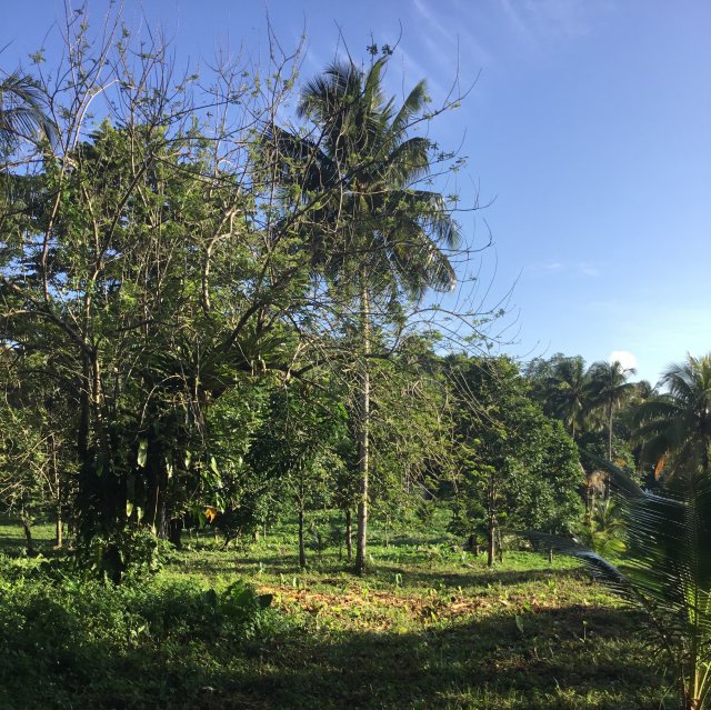 Commercial/farm land For Sale in Nonsuch, Portland, Jamaica