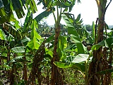 Commercial/farm land  for Sale, Chapelton, Clarendon, Jamaica  - (1)