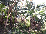 Residential lot for Sale, Red Hills  SALE PENDING, Kingston / St. Andrew, Jamaica  - (2)