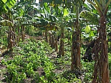Commercial/farm land  for Sale, Chapelton, Clarendon, Jamaica  - (2)
