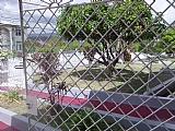 May PenClarendon, Clarendon, Jamaica - Apartment for Lease/rental