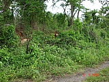 Cardiff Hall Runaway Bay, St. Ann, Jamaica - Residential lot for Sale
