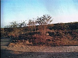 Other for Sale, Toby Abbots, Clarendon, Jamaica  - (1)