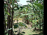 Commercial/farm land  for Sale, Ewarton, St. Catherine, Jamaica  - (1)
