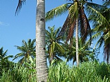 Commercial/farm land  for Sale, Chapelton, Clarendon, Jamaica  - (3)