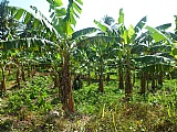 Commercial/farm land  for Sale, Chapelton, Clarendon, Jamaica  - (4)
