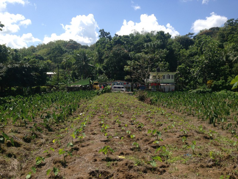 Commercial/farm land For Sale in Portland, Portland Jamaica