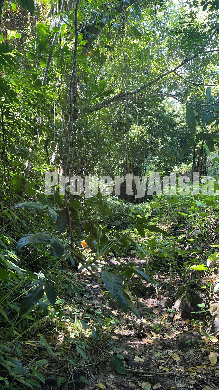 Land For Sale in Port Antonio, Portland Jamaica