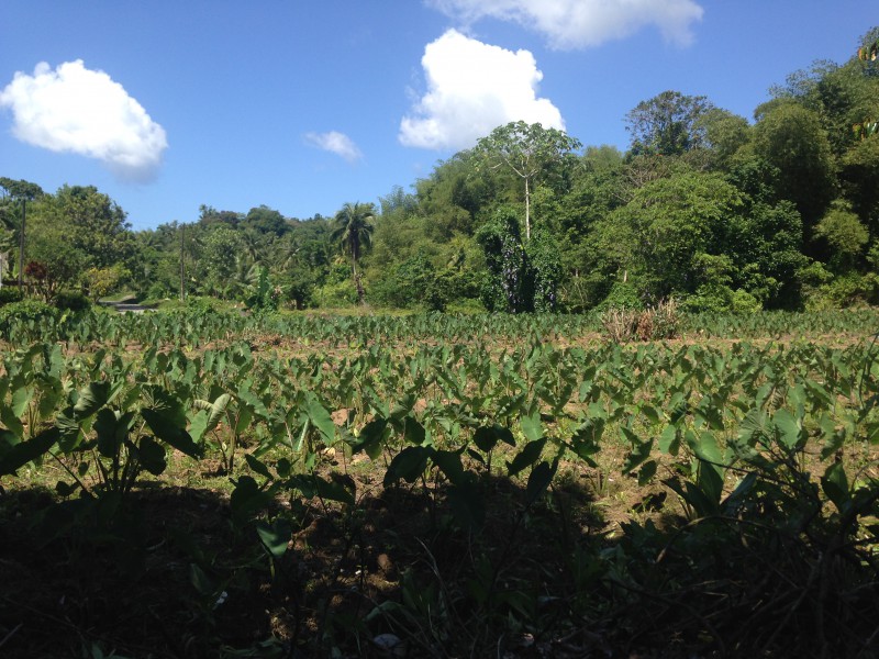 Commercial/farm land For Sale in Portland, Portland Jamaica