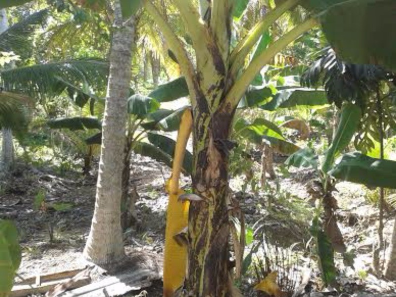 Commercial/farm land For Sale in Highgate, St. Mary Jamaica