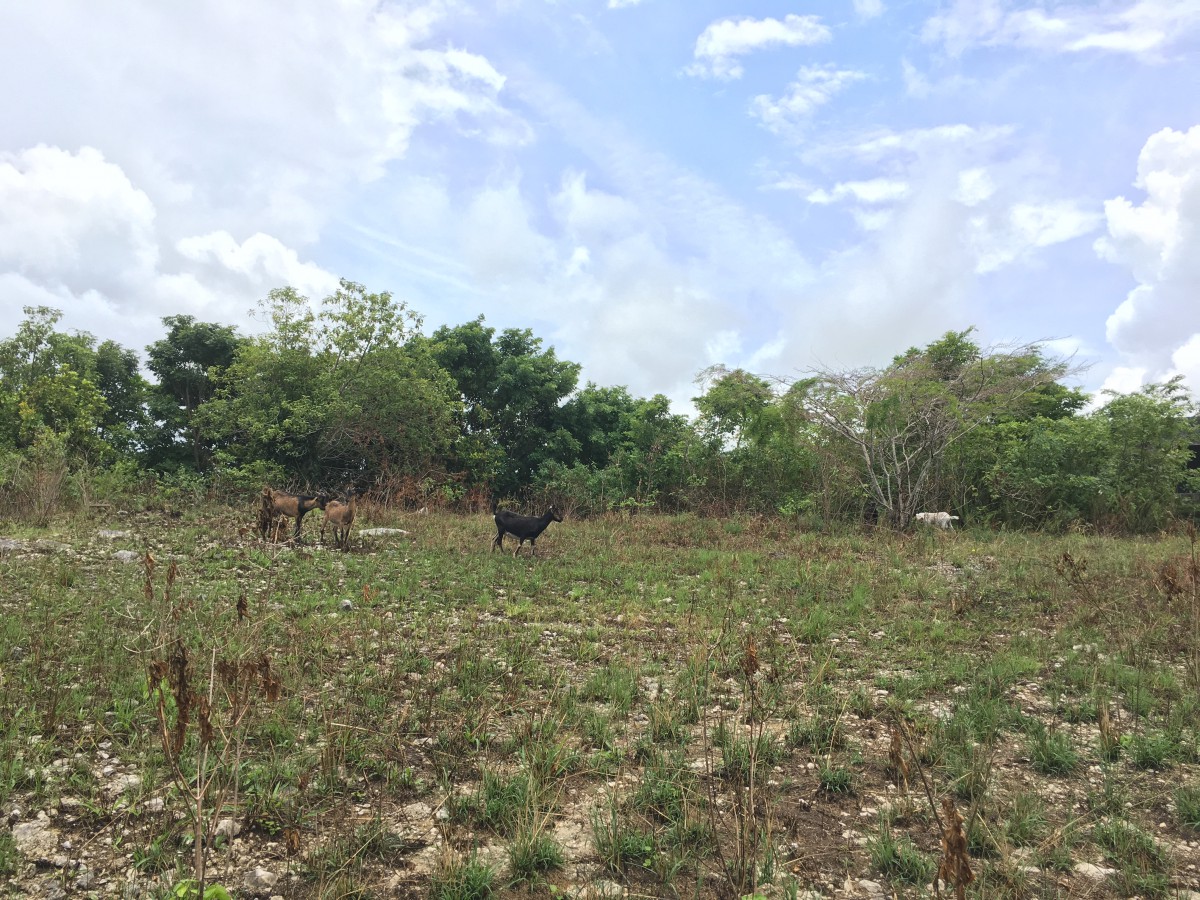 Residential lot For Sale in Sandy Bay, Hanover Jamaica