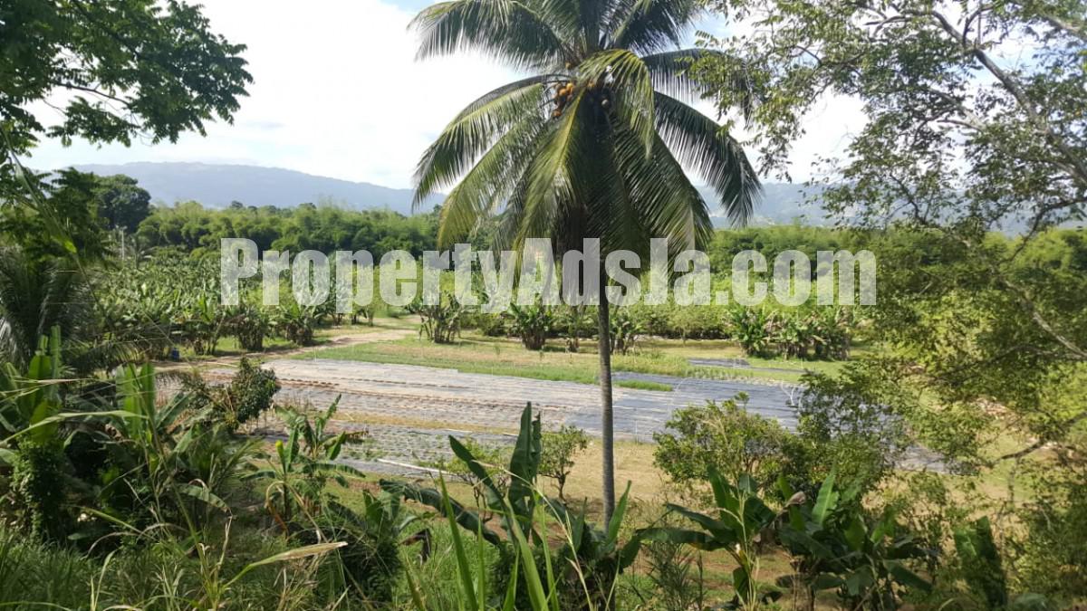 Commercial/farm land For Sale in Linstead, St. Catherine Jamaica