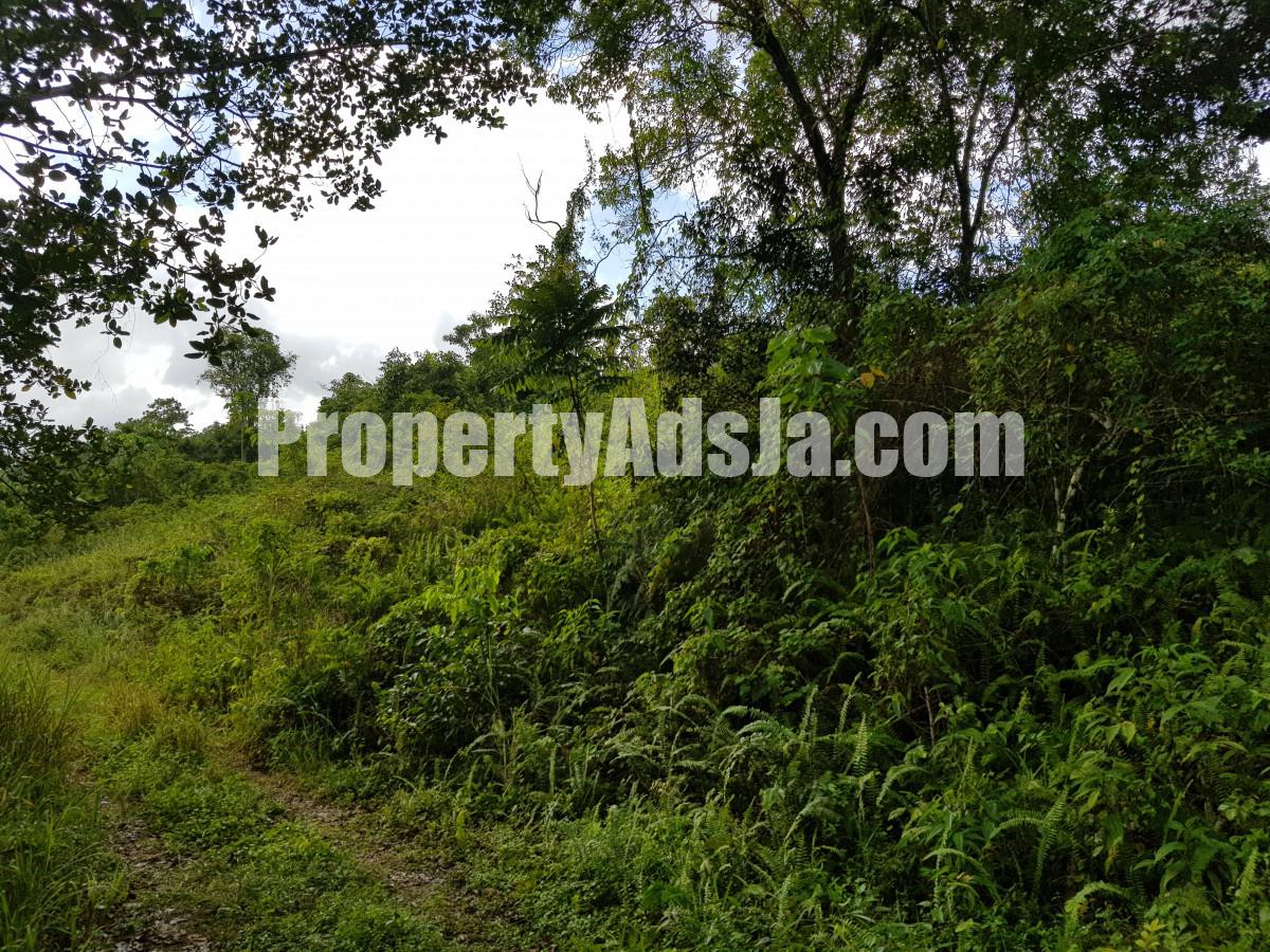 Commercial/farm land For Sale in Carton Estate Off road leading from