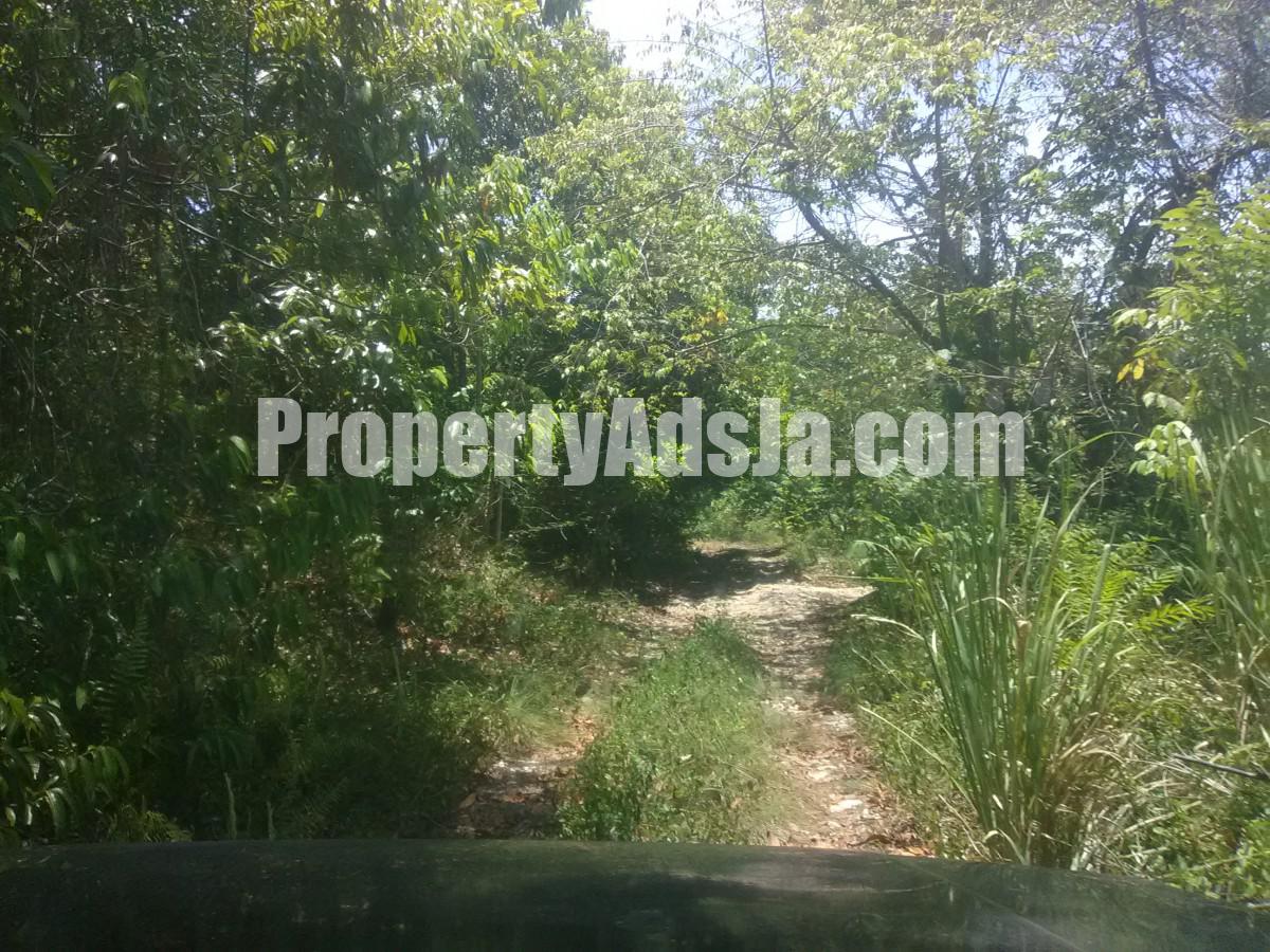 Commercial/farm land For Sale in KILDARE DIAMOND RIDGE, Portland Jamaica