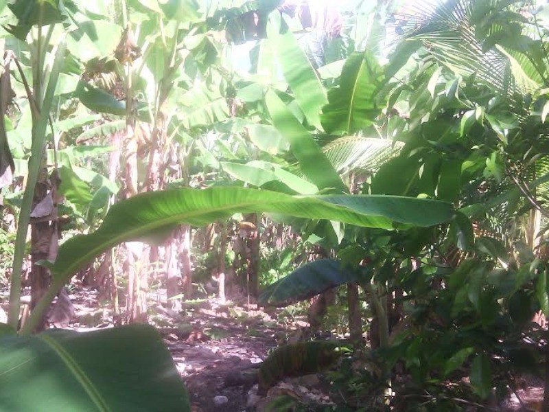 Commercial/farm land For Sale in Highgate, St. Mary Jamaica