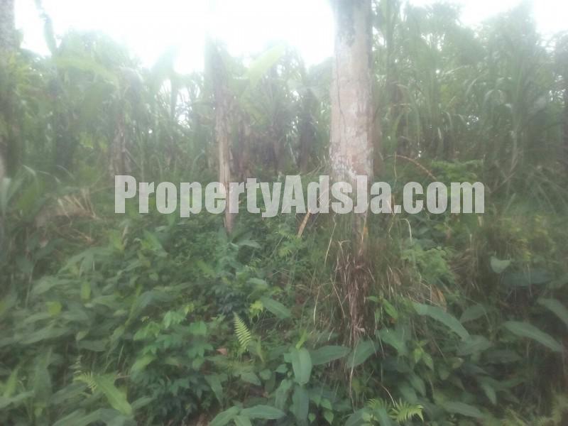 Residential lot For Sale in Westmoreland, Westmoreland Jamaica
