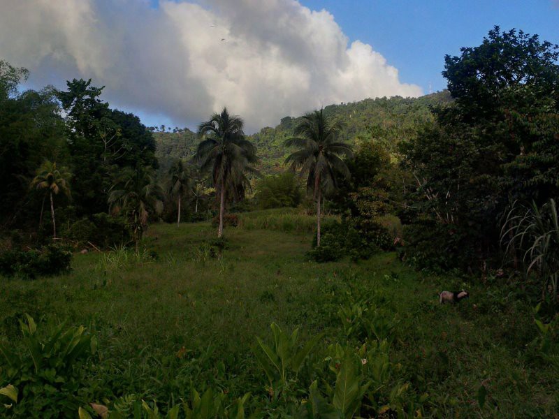 Commercial/farm land For Sale in Toms Hope, Portland Jamaica