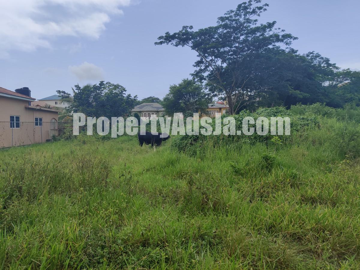Residential lot For Sale in Lot 204 Olive Park, St. Elizabeth Jamaica