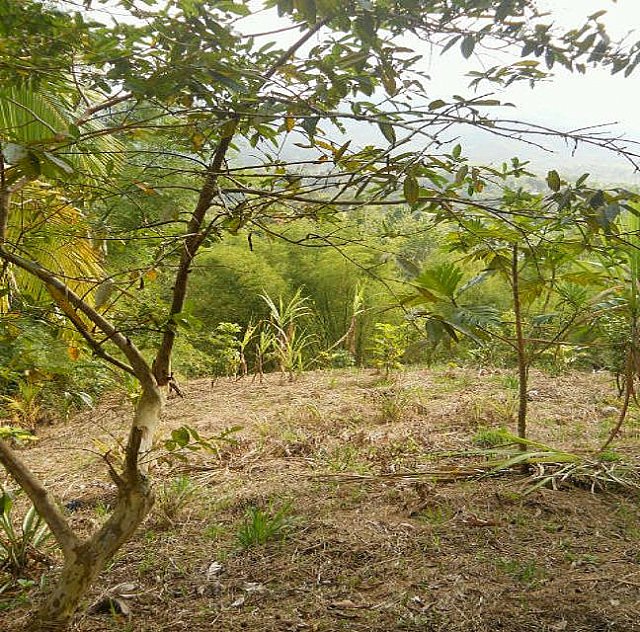 Commercial/farm land For Sale in Mount Matthews near Lawrence Tavern