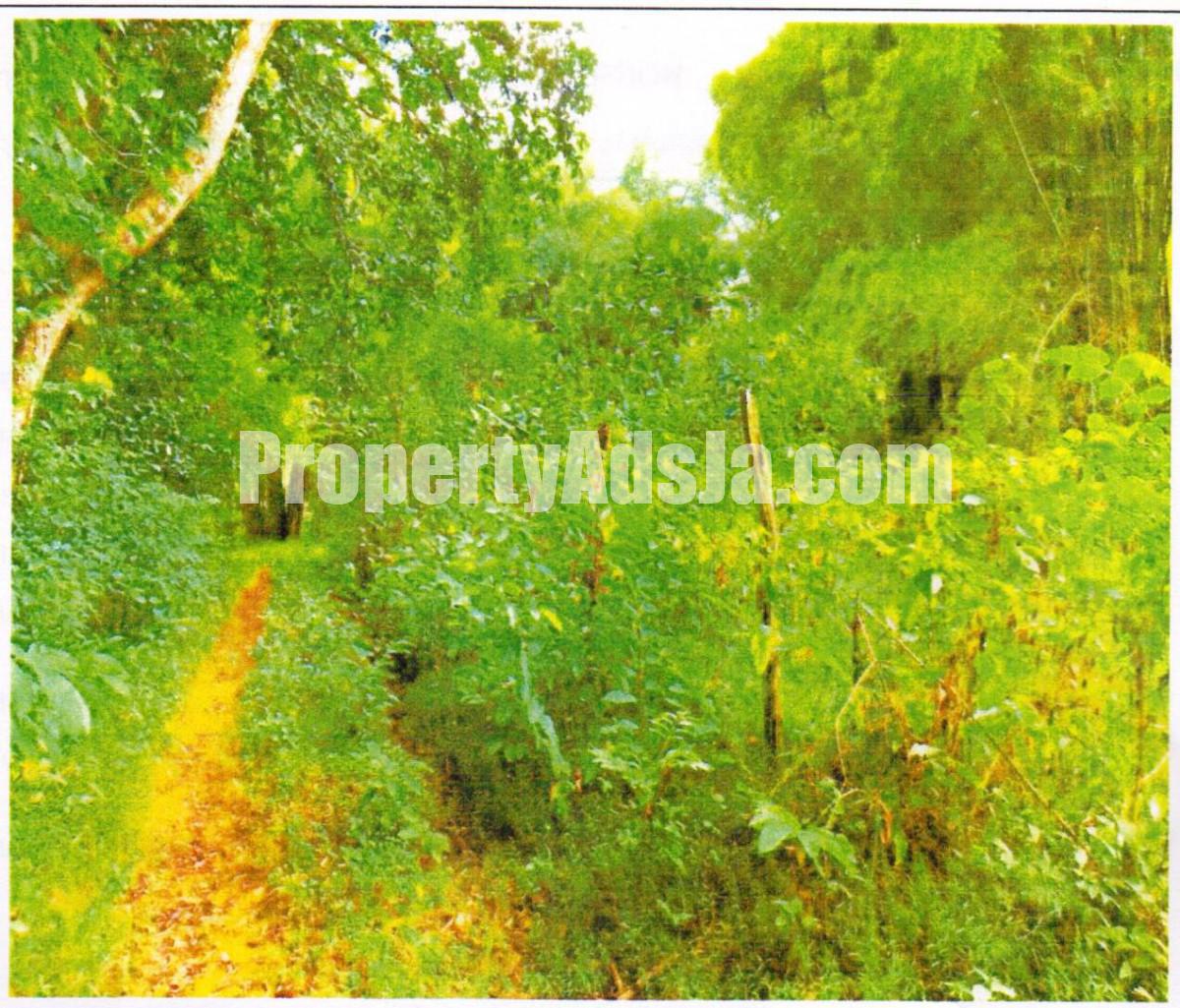 Land For Sale in Bunkers Hill, Trelawny Jamaica