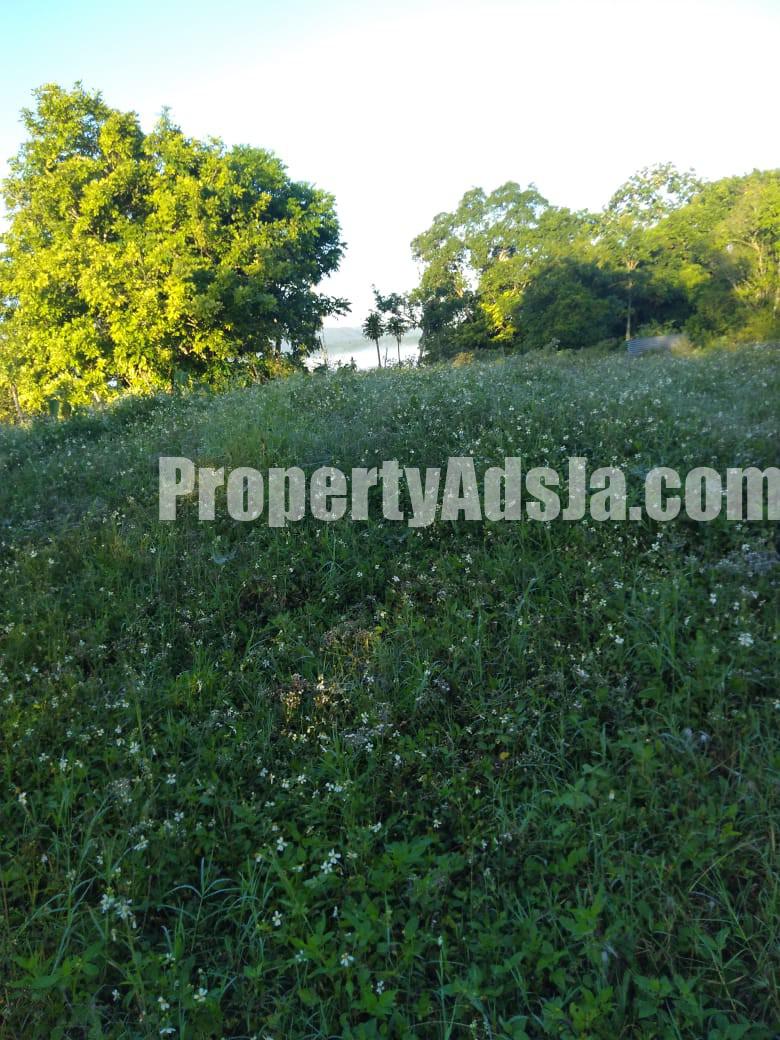Commercial/farm land For Rent in Lydford St Ann, St. Ann Jamaica