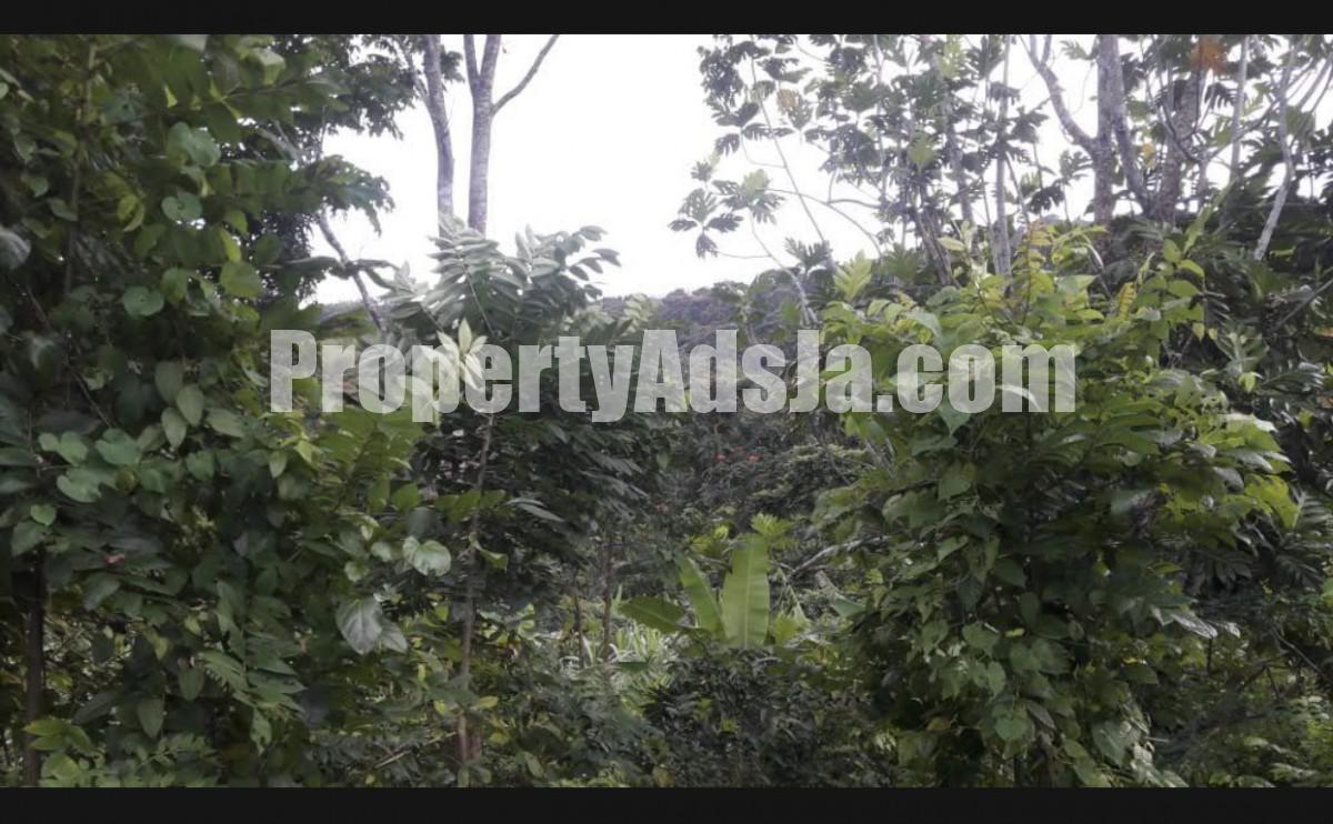 Residential lot For Sale in Free Hill, St. Mary Jamaica