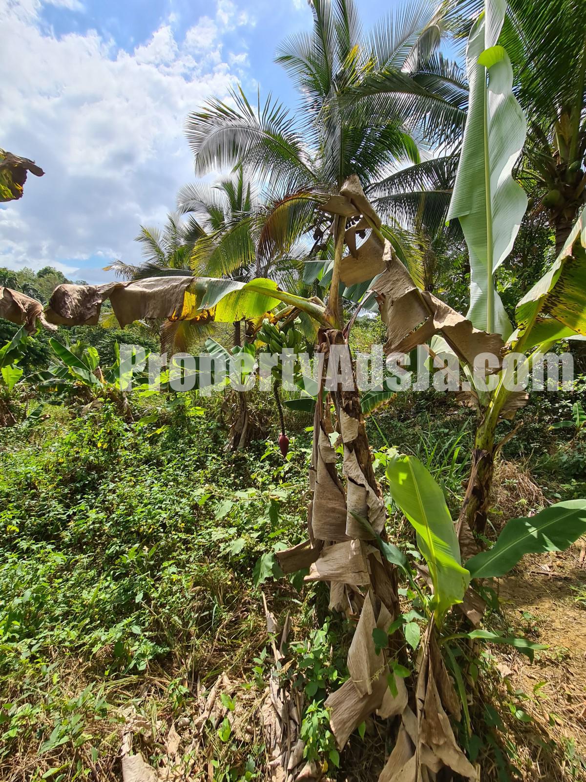 Commercial/farm land For Sale in Bog Walk, St. Catherine Jamaica