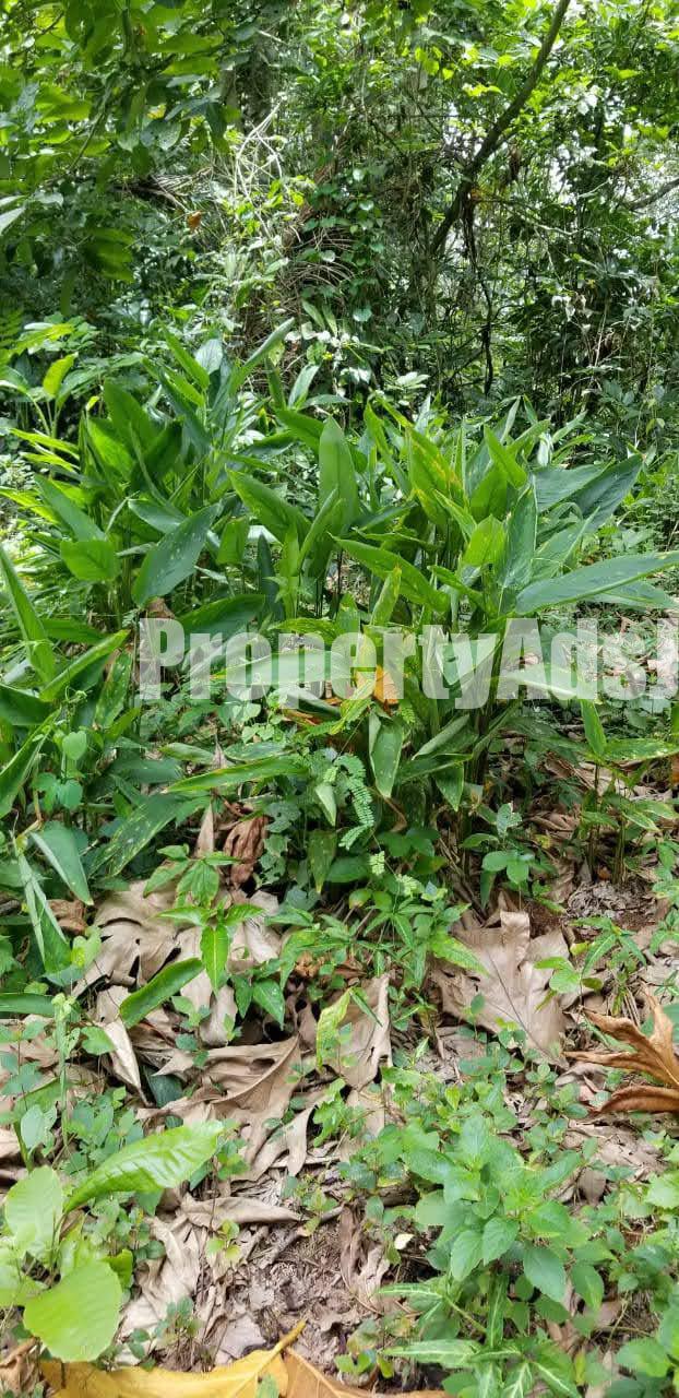 Commercial/farm land For Sale in Bog walk, St. Catherine Jamaica