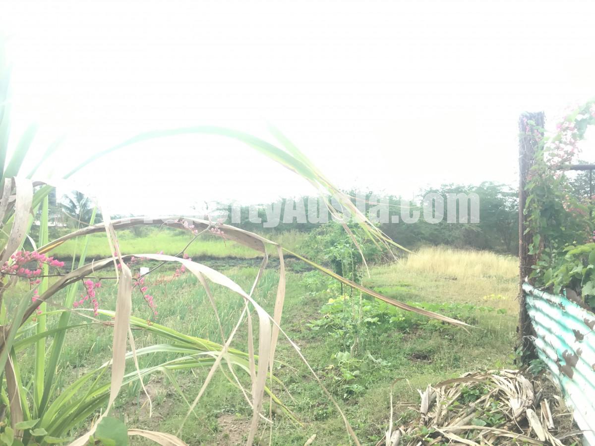 Commercial/farm land For Sale in Clarendon, Clarendon Jamaica