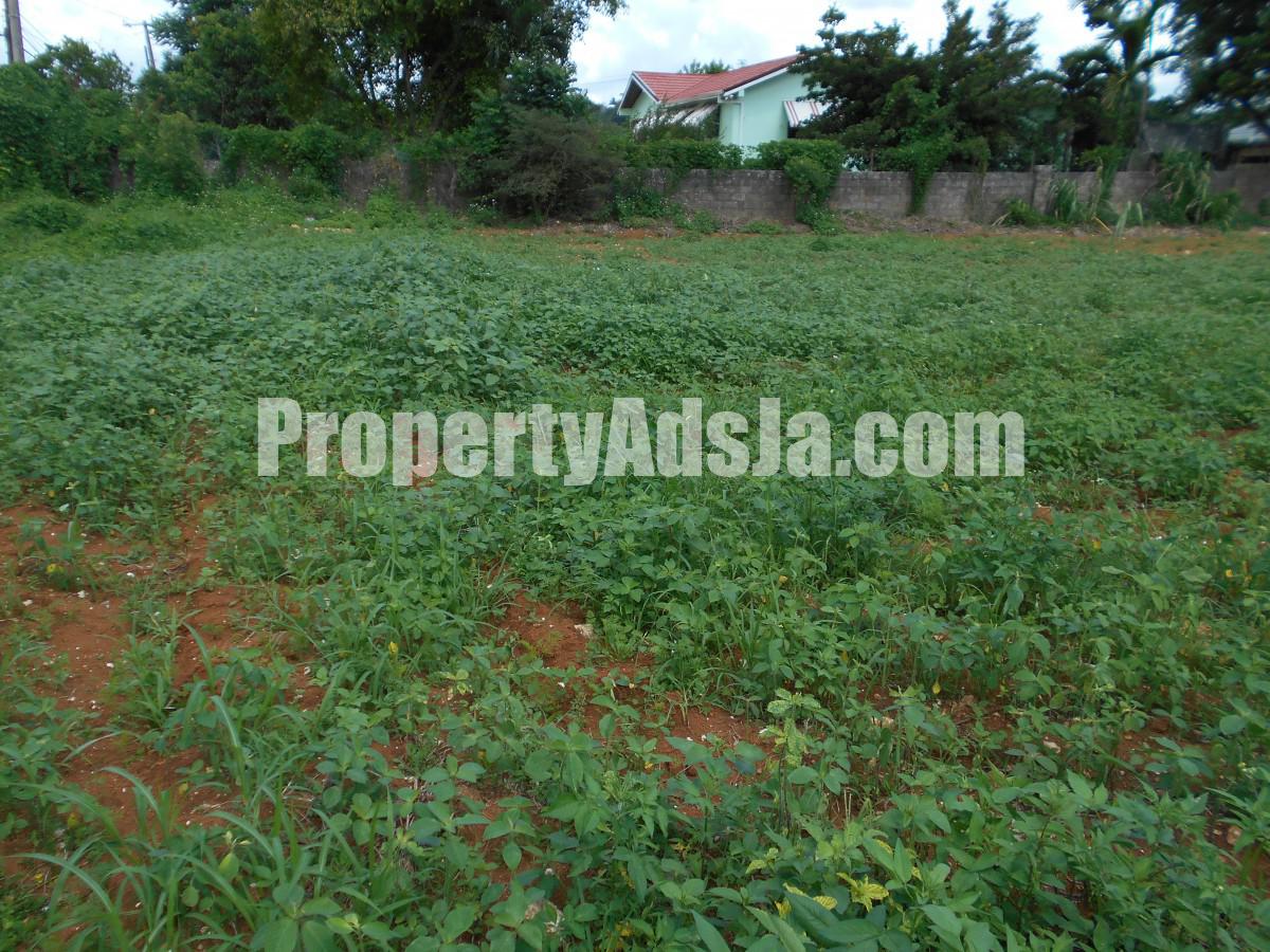 Land For Sale in Mandeville, Manchester Jamaica