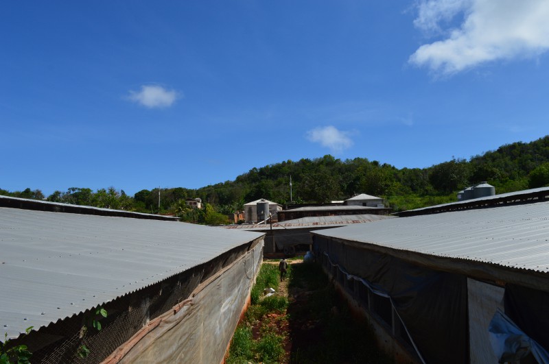 Commercial/farm land For Rent in Junction, St. Elizabeth Jamaica