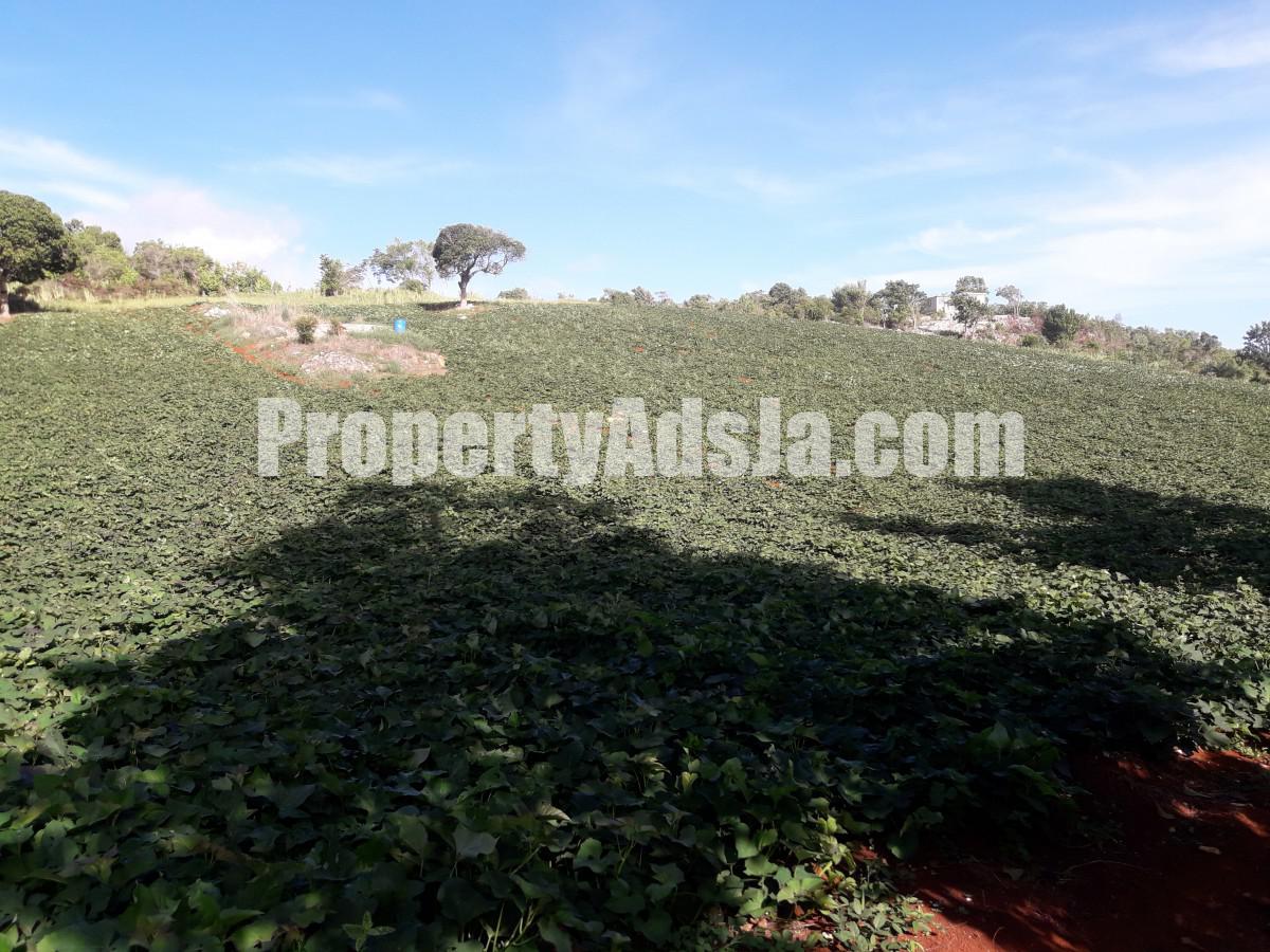 Residential lot For Sale in Malvern, St. Elizabeth Jamaica