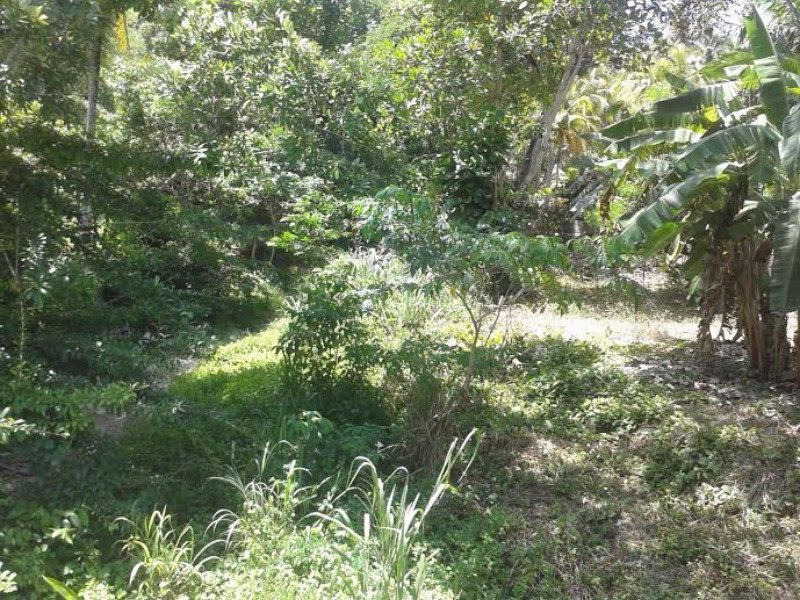 Commercial/farm land For Sale in Highgate, St. Mary Jamaica