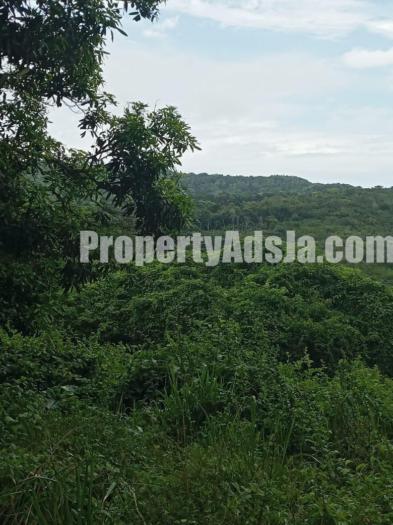 Commercial/farm land For Sale in Islington, St. Mary Jamaica
