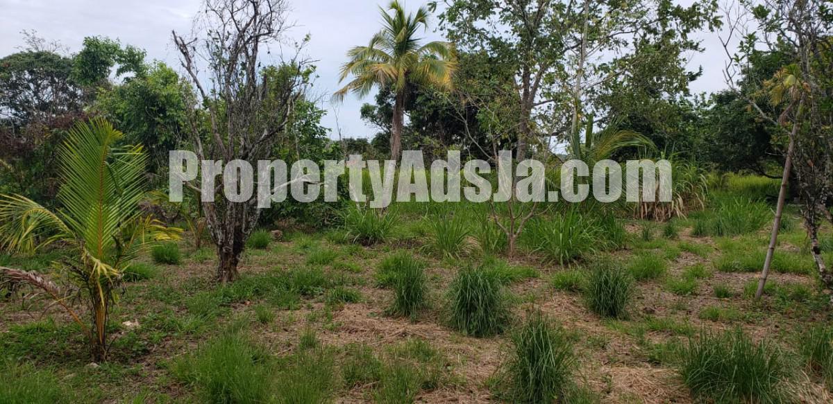Commercial/farm land For Sale in Unity, St. Mary Jamaica