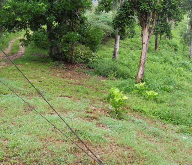 Commercial/farm land For Sale in Lemon Ridge Linstead, St. Catherine