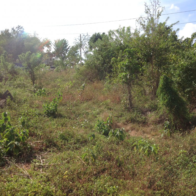 Residential lot For Sale in Whitehall, Westmoreland Jamaica