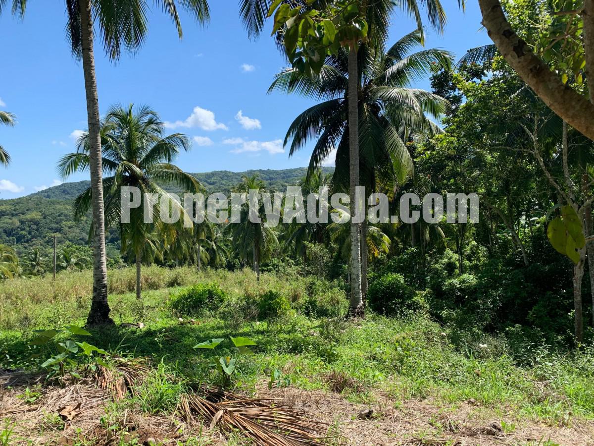 Land For Sale in Guys Hill, St. Mary Jamaica