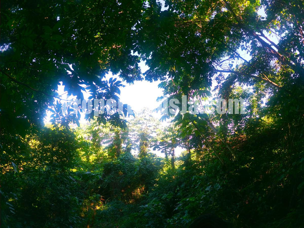 Residential lot For Sale in Buff Bay, Portland Jamaica