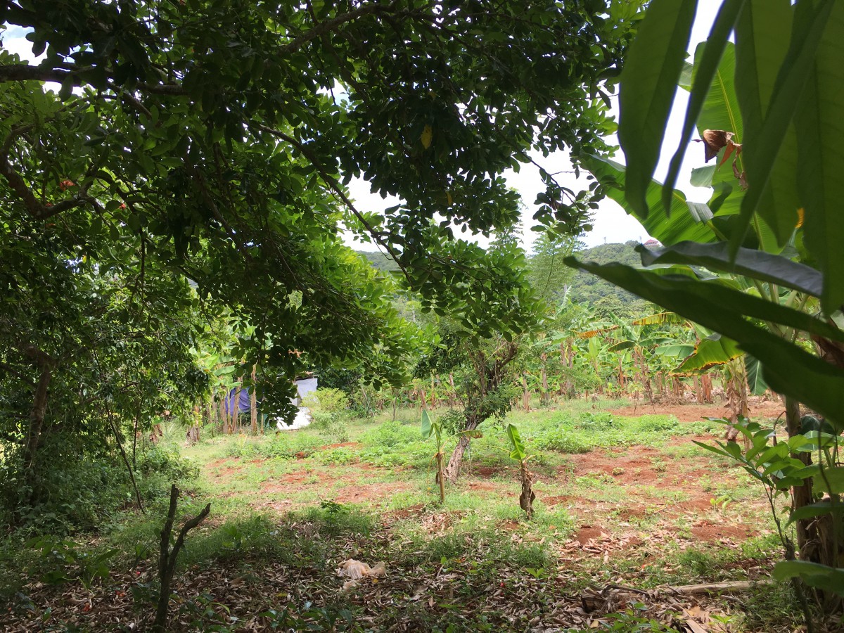 Residential lot For Sale in Boston, Portland Jamaica