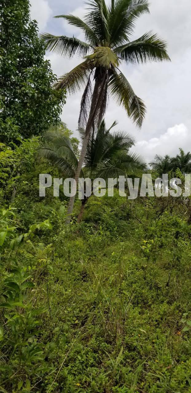 Commercial/farm land For Sale in Bog walk, St. Catherine Jamaica