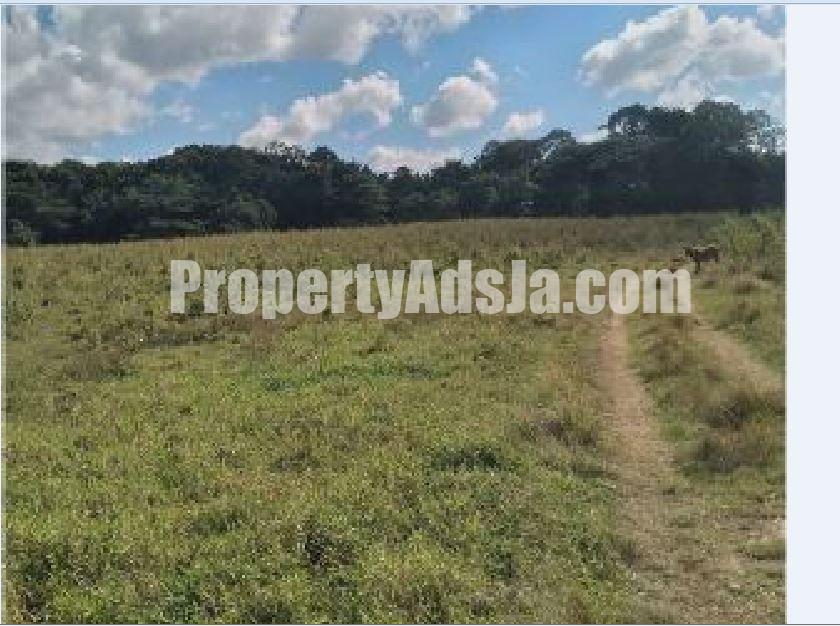 Land For Sale in Bogue, St. Elizabeth Jamaica