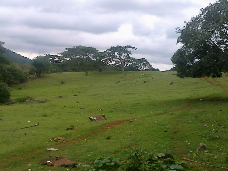 Commercial/farm land For Sale in Wakefield Linstead St Catherine, St