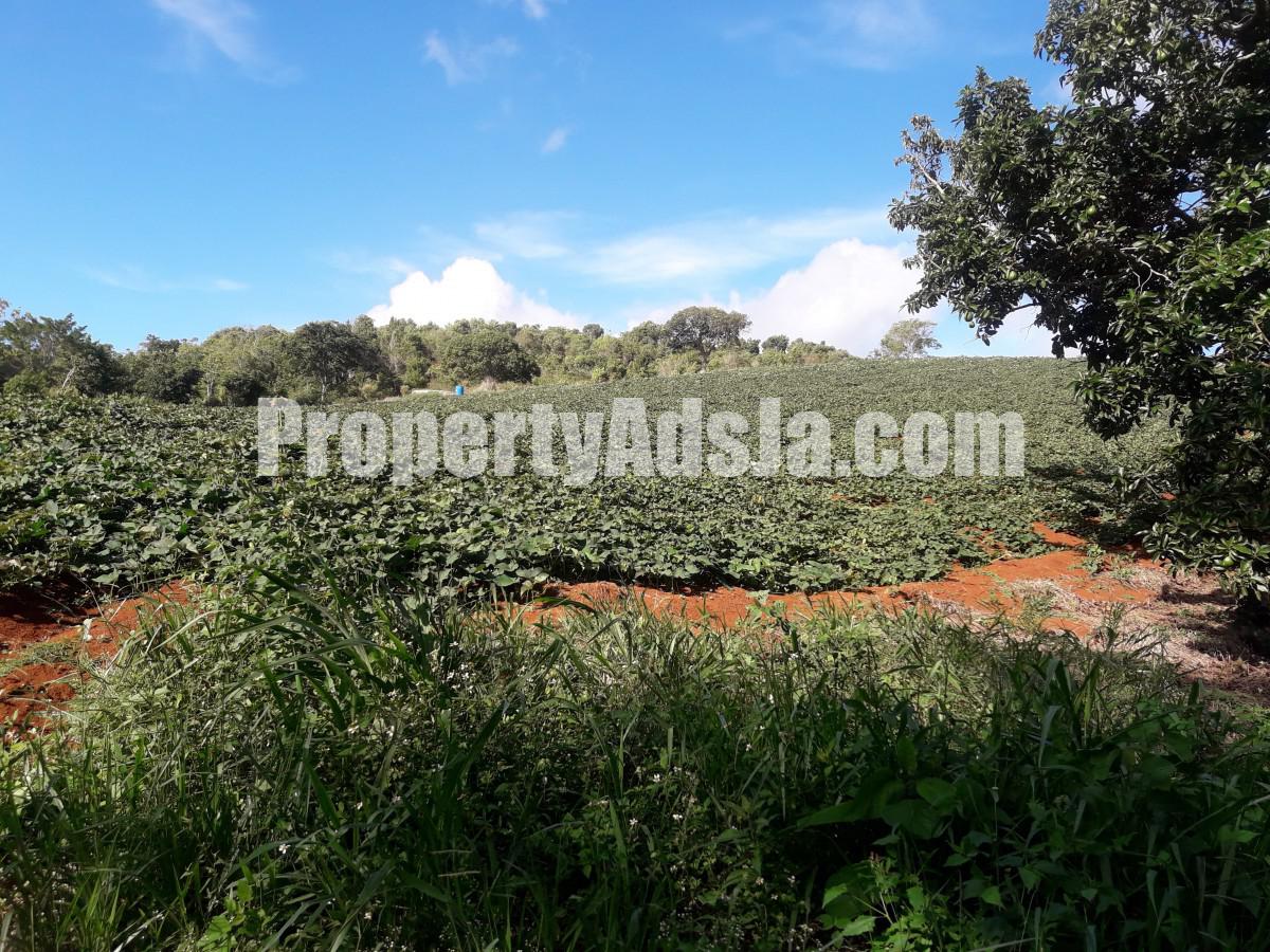 Residential lot For Sale in Malvern, St. Elizabeth Jamaica