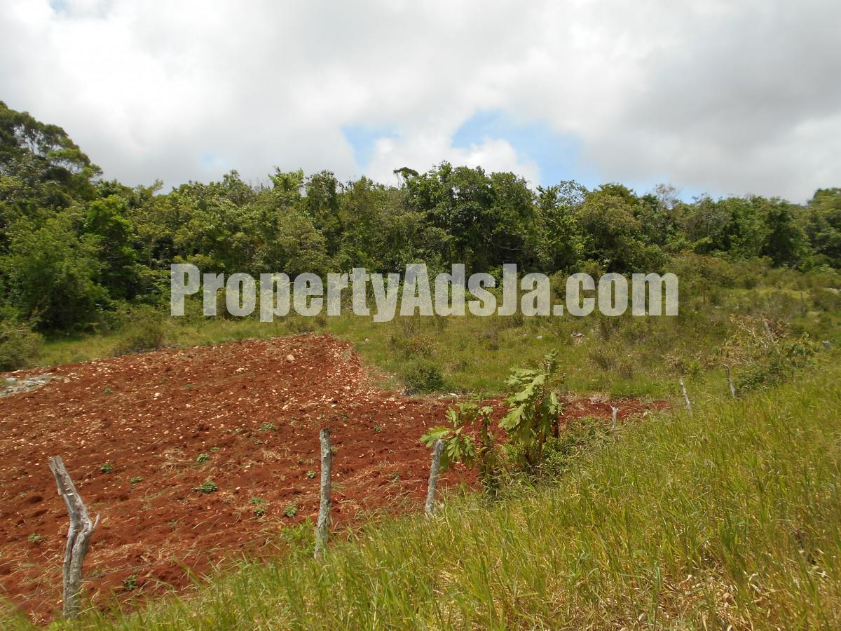 Land For Sale in Spur Tree, Manchester Jamaica
