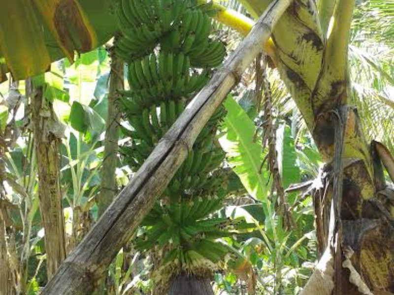 Commercial/farm land For Sale in Highgate, St. Mary Jamaica