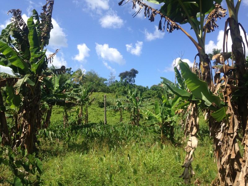 Commercial/farm land For Sale in Portland, Portland Jamaica