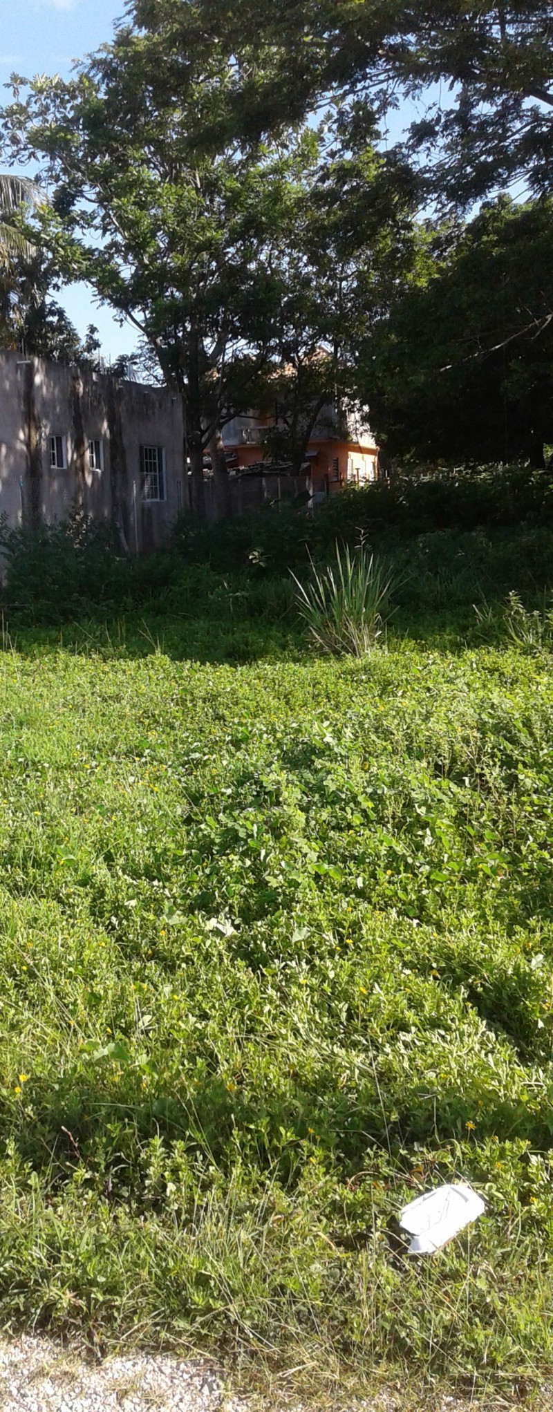 Residential lot For Sale in Petersfield, Westmoreland Jamaica