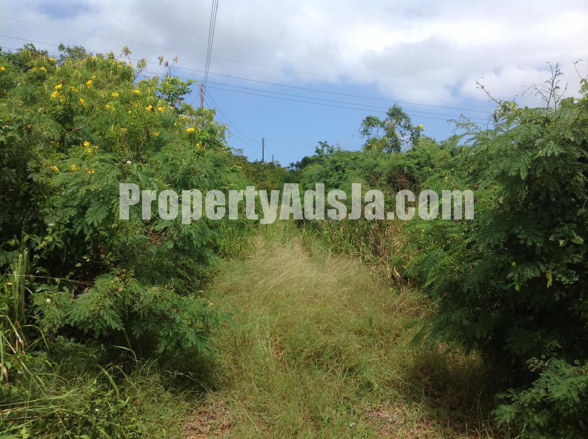 Residential lot For Sale in Falmouth, Trelawny Jamaica